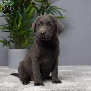 Callie, Charcoal Labrador Retriever Puppy